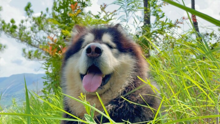 [Animals]My Alaskan malamute's pretty moments in the mountains