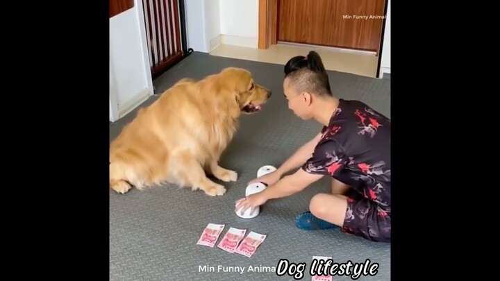 Dog good hearts ☺️  |  Dog lifestyle
