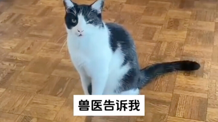 A cat owner shares her cat-raising experience: “This is just too coincidental! They’re truly a match