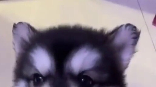 When a cat tries to communicate with you...