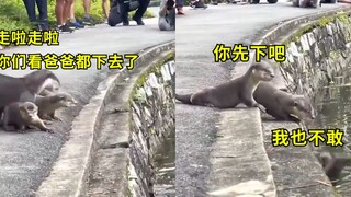 操碎了心！水獭夫妇第一次带水獭宝宝游泳，连哄带叼才全部下水