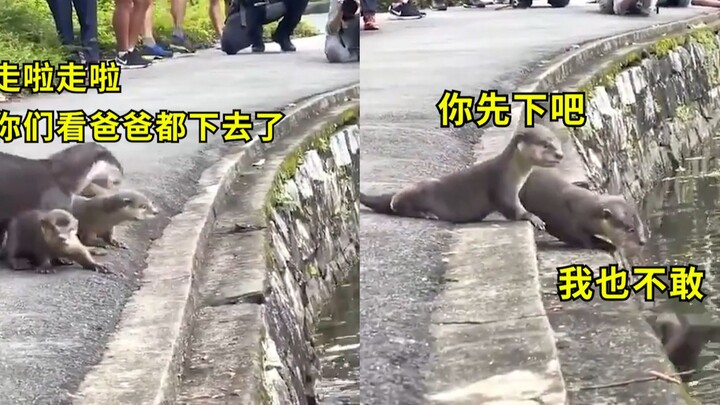 操碎了心！水獭夫妇第一次带水獭宝宝游泳，连哄带叼才全部下水