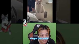 Kucing Albino 🤯🤯🤯 - React Meme 20