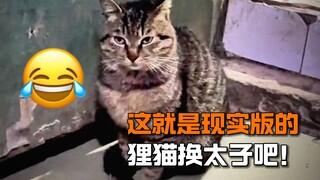 "นี่มันใช่การแลกเปลี่ยนชีวิตแมวที่แท้จริงเลยนะ!!"
