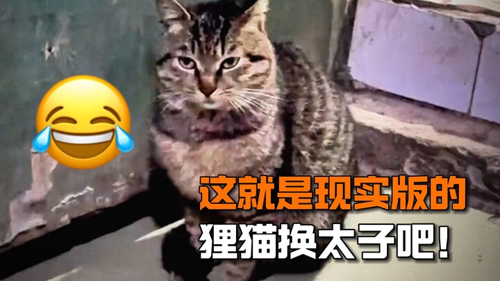 "Wow! This is what a real cat-swap life is all about!!"