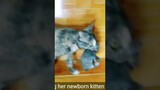 Mom cat carry newborn #shorttailkittentv #kitten #cutepet #cutecat #shorts