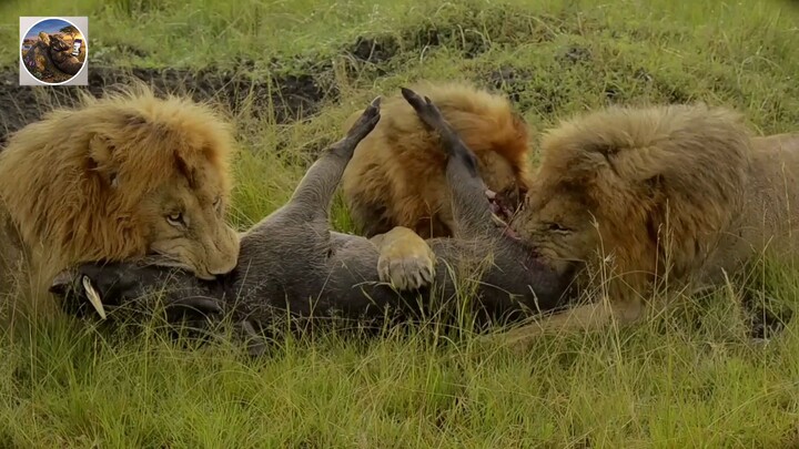 Lions eat Warthog alive