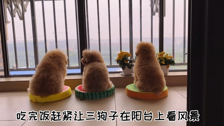 Here’s the freeze-dried staple food for the three little ones—Tu Tu Pet!