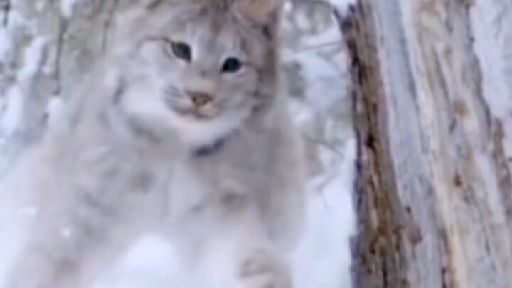 แม้ลิงซ์จะสูญเสียชีวิตเร่ร่อนกลางแจ้ง แต่มันก็ได้กินอิ่มทุกมื้อ