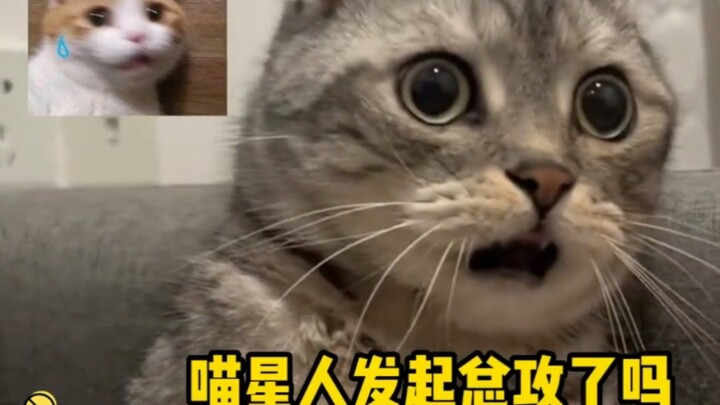 เหมียวเหมียว: ตาเบิกกว้างเหมือนระฆังทองแดง