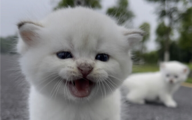 What’s it like for a cat that grew up traveling in an RV?