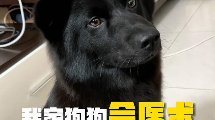 Is this a skill only Chinese village dogs have?