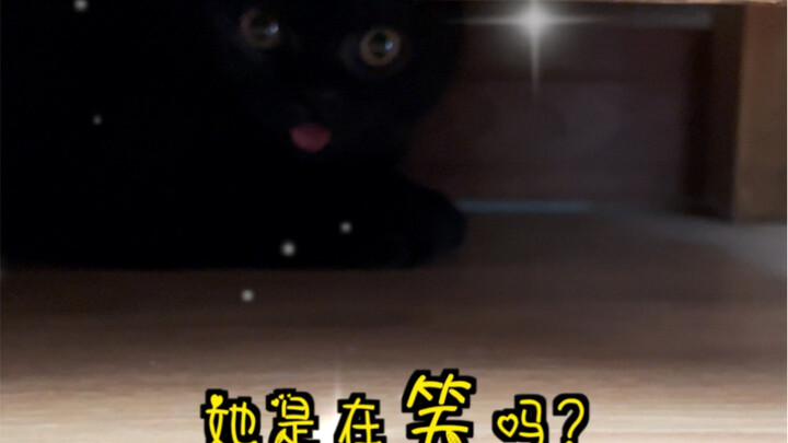 هل تعرف القط الأسود حقًا كيف “يَضحك”؟