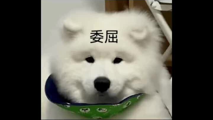 Kind words create good karma, harsh words hurt others’ hearts #Samoyed #Dog #GermanShepherd #Funny
