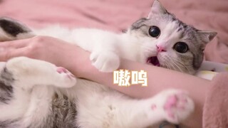 Sudah memelihara kucing cukup lama, tapi setiap hari tetap saja tak henti-hentinya berseru, "Lucu ba