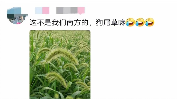 Cười muốn chết, một cư dân mạng bỏ 40 tệ mua online một cây cáo chín đuôi Úc, người nông thôn thì bả