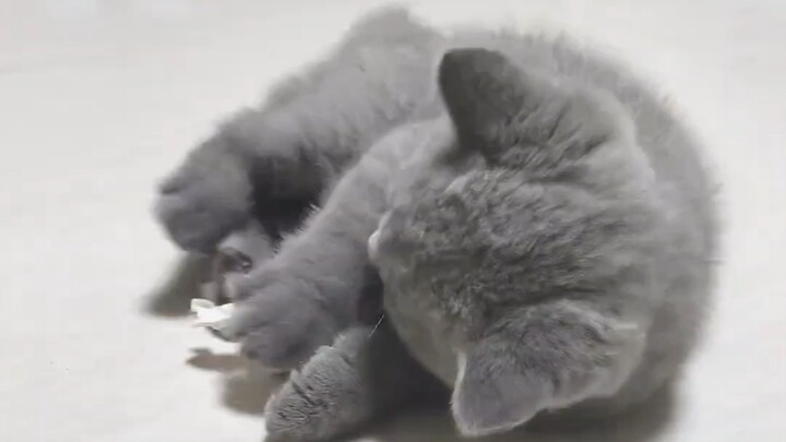 Apa lagi yang bisa dipikirkan oleh kucing kecil, ia hanya tidak ingin berpisah dengan tuannya yang m