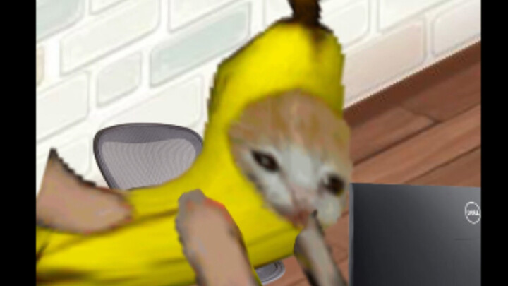 Không dám tưởng tượng vào 6 giờ chiều nay, tôi sẽ là một chú mèo vui tươi đến mức nào.