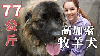 What’s it like to bathe a 77-kilogram Caucasian Shepherd, the “king of dogs”?