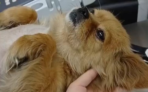 Dogs whose psychological defenses have collapsed after being scared by the vet clinic
