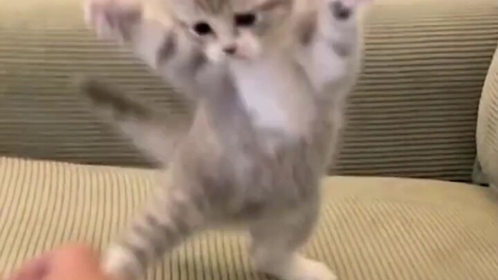 Cat vs. Human: The Kitten Finally Gets Beaten Into Submission!