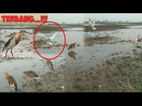 Melatih Burung Belekok mencari makan di alam. TerNyata langsung Terbang Bersama kawananya