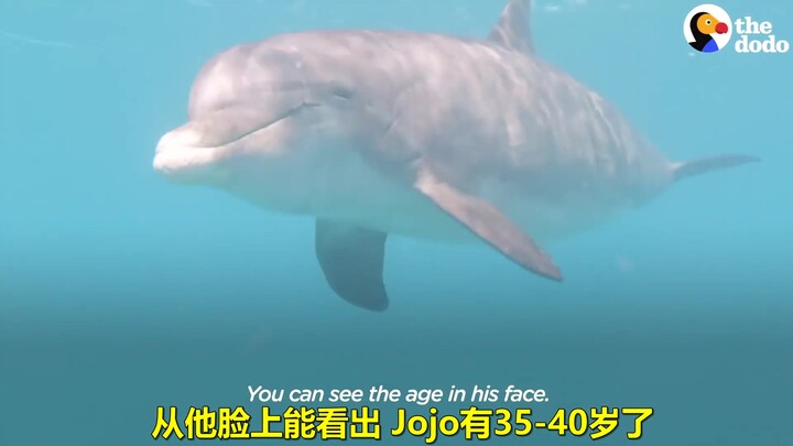 Lumba-lumba Jojo penuh rasa penasaran terhadap manusia dan suka berselancar serta menyelam bersama m