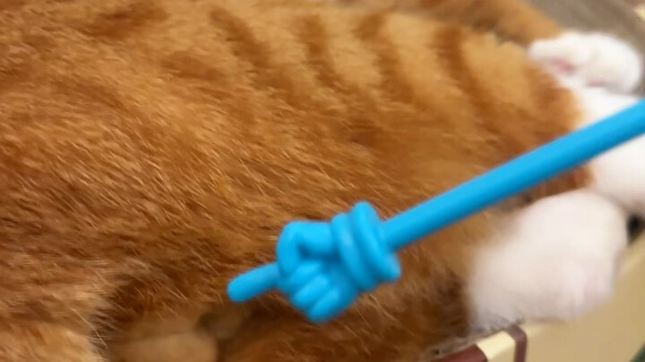 ไม่ใช่เสียงร้องของแมวทั่วไป แต่เป็นเสียงสั่นอันยอดเยี่ยมสุดๆ