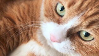 Si Mi yang mendengkur, seolah-olah traktor yang melarikan diri dari tempat parkir