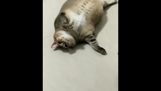 น้องลอยมั้ยคะ นึกว่าลูกโป่ง!!😳😂😂