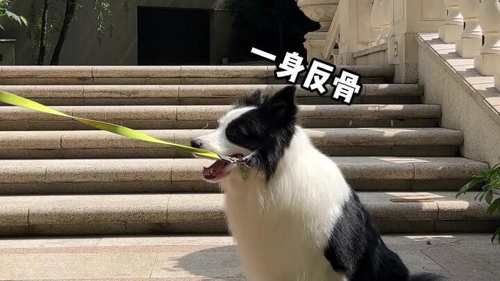 When dogs don't want to go home: different approaches from dog owners