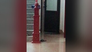 Lại là em Tôm hot tiktoker mới nổi đây. Dạo này biết được nhiều người thích hay sao nó điệu lắm ạ :))) thucung#dog#beggie#cute#dethung#xuhuong