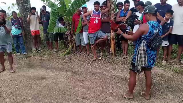 quality fight + quality na manok ..matira matibay..