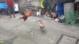 May dayo! kakapurga lang nailaban😅  panalo na! na tabla pa😅