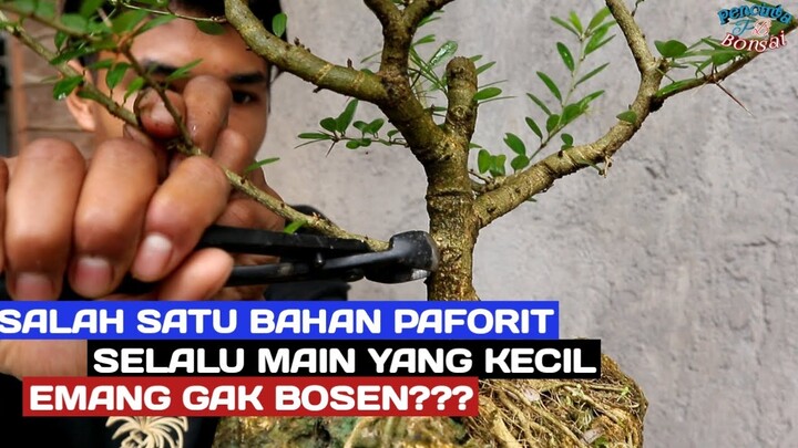 SS vietnam on the rock//bonsai kecil tapi mampu tampil menarik