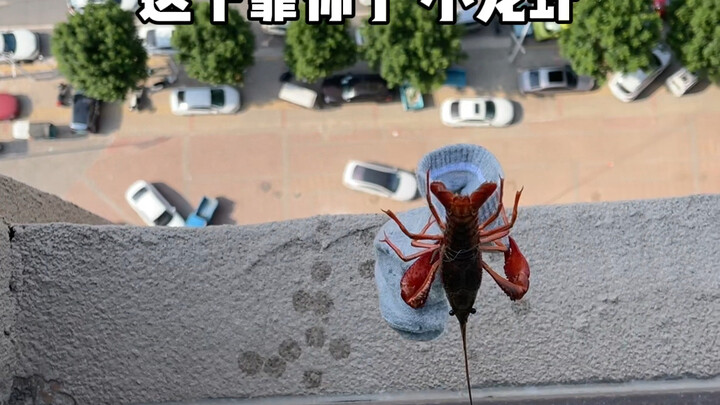 Nah, sekarang semua tergantung padamu, udang karang!