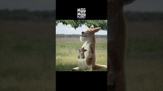 Kangaroo - MOGMOG PLANET Observation Diary | It's Anime #shorts #anime #animals