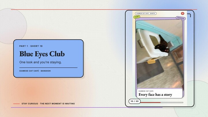 Siamese Cat Café #10 — Blue Eyes Club + Every Cat Has a Role