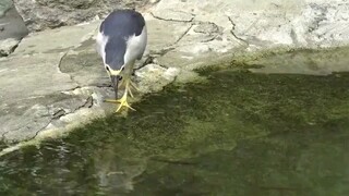 Now you know why I'm a nationally protected animal, right? Why does this bird look so goofy!