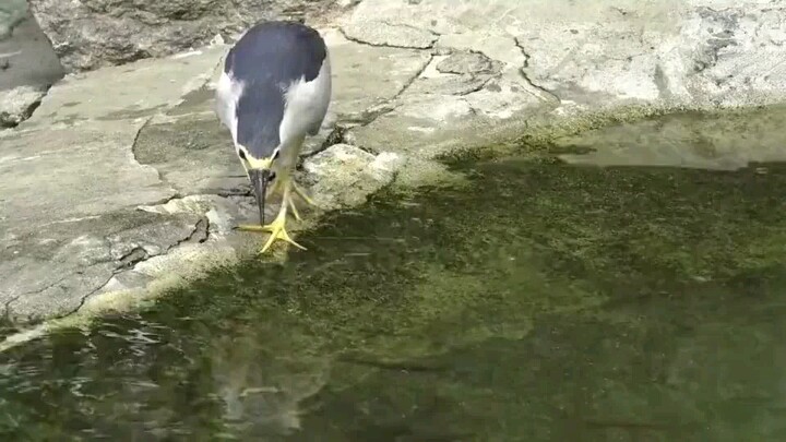 Now you know why I'm a nationally protected animal, right? Why does this bird look so goofy!