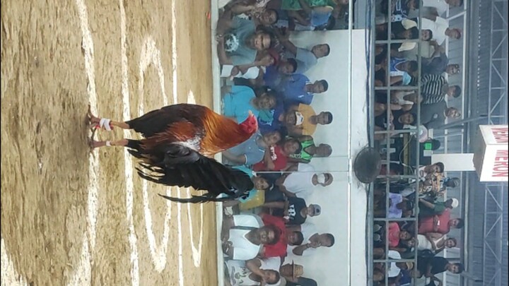 Roundhead