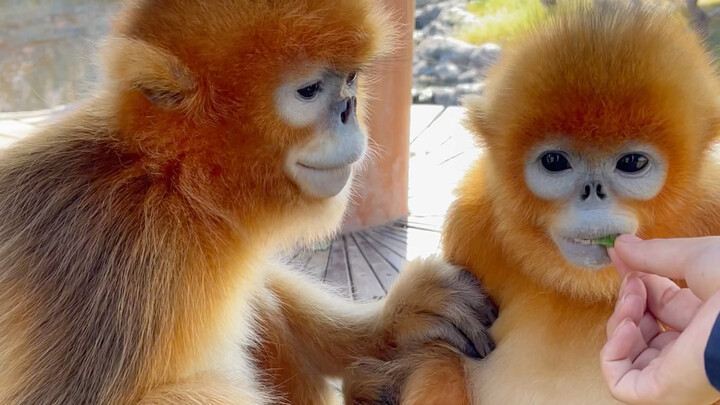 Kinh ngạc! Khỉ vàng kim còn có thể…