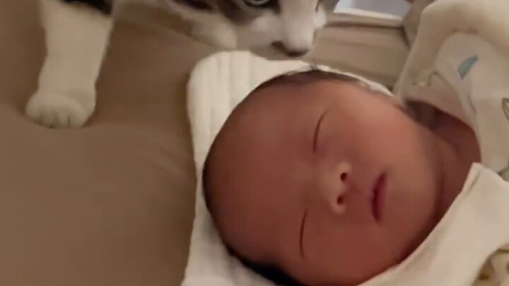 How do cats react when they see a human cub for the first time?