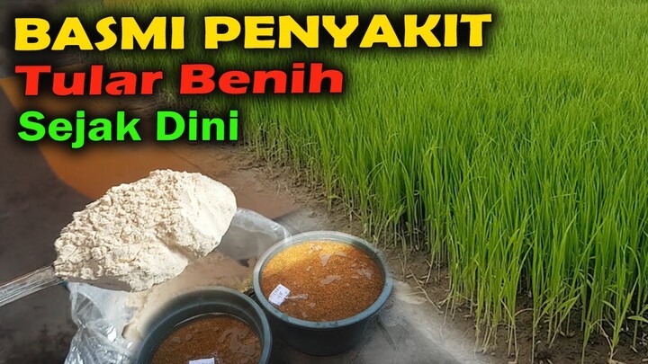 PERENDAMAN BENIH PADI DENGAN PERLAKUAN KHUSUS | SEED TREATMENT BENIH PADI