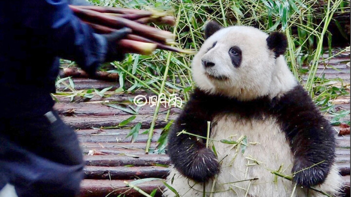 Bambu kecil di tanganku dan rebung yang kakek bawakan kepadaku, mari kita lihat bagaimana Huahua mem
