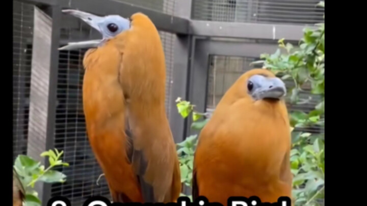 Kicauan burung di luar negeri sangat unik!