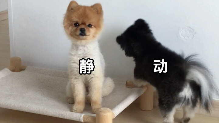 สุนัขเงียบ vs สุนัขแอคทีฟ