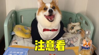 This might be the most absurd dog video you've ever seen.