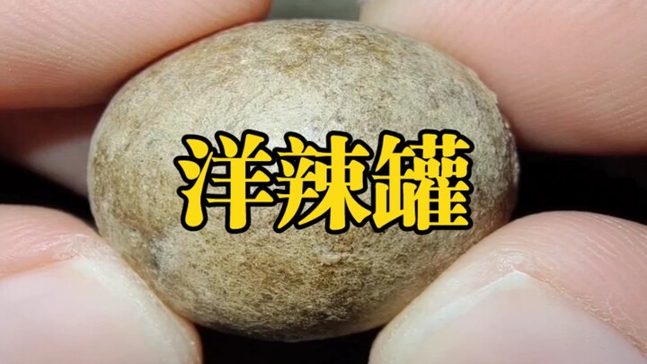 This is the normal state inside a Sichuan pepper cocoon.