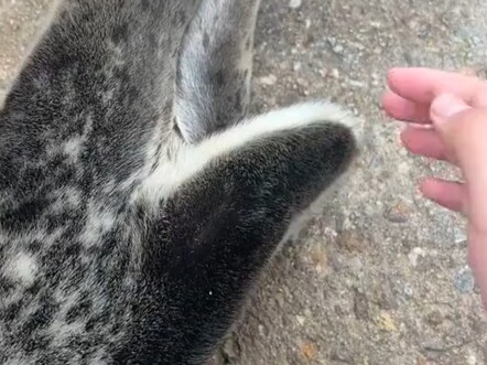 Cái đuôi nhỏ của hải cẩu có tác dụng gì?